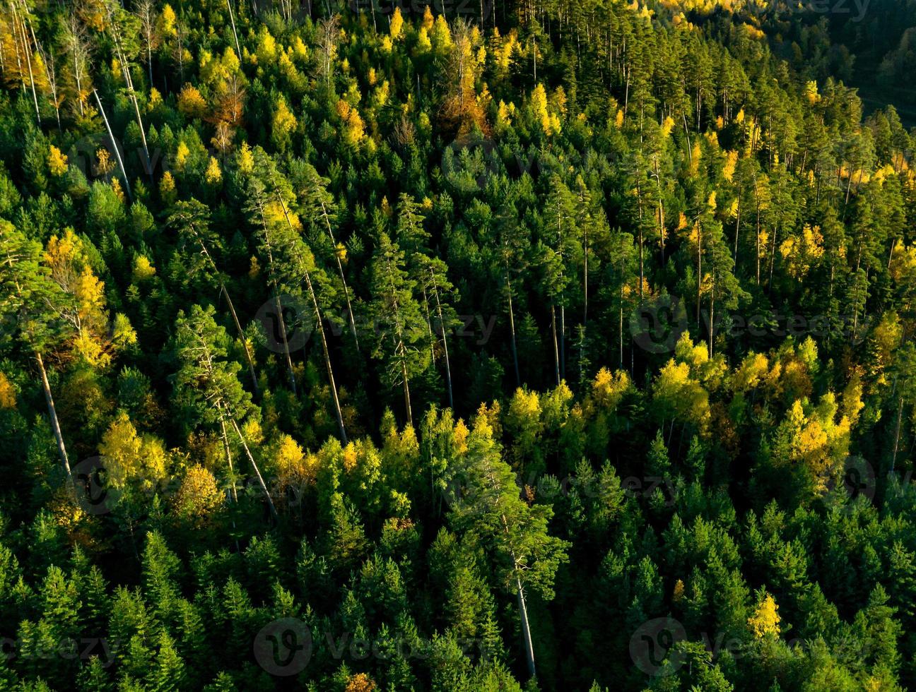 un drone si erge sopra una foresta multicolore nei Vosgi. corone di alberi gialle, arancioni, rosse. foto