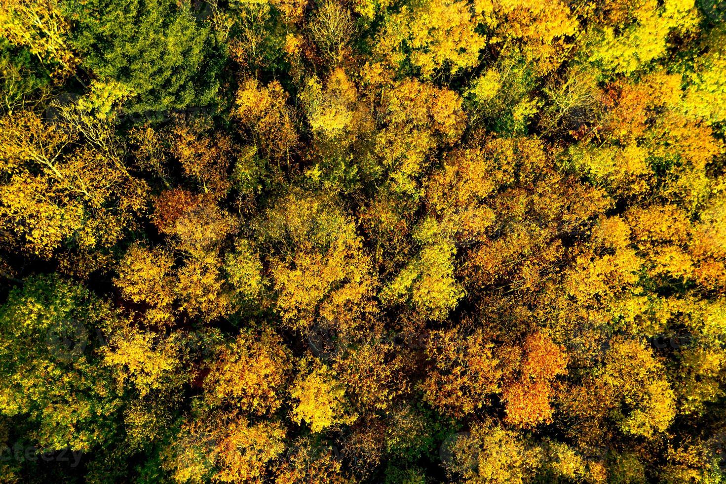 un drone si erge sopra una foresta multicolore nei Vosgi. corone di alberi gialle, arancioni, rosse. foto