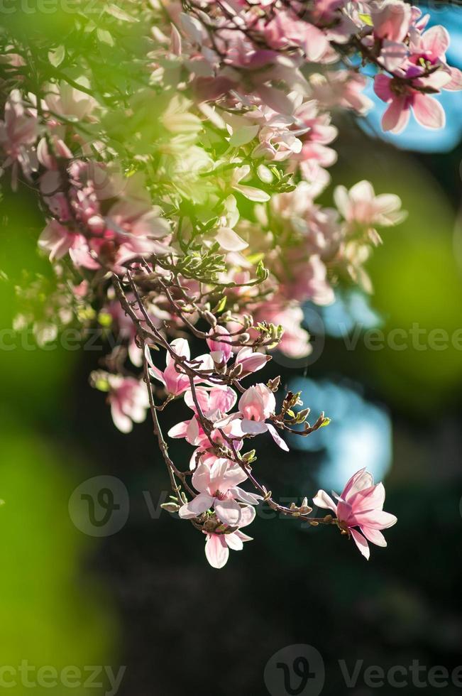 magnolie in fiore nei vecchi quartieri di strasburgo, primavera calda e soleggiata. foto