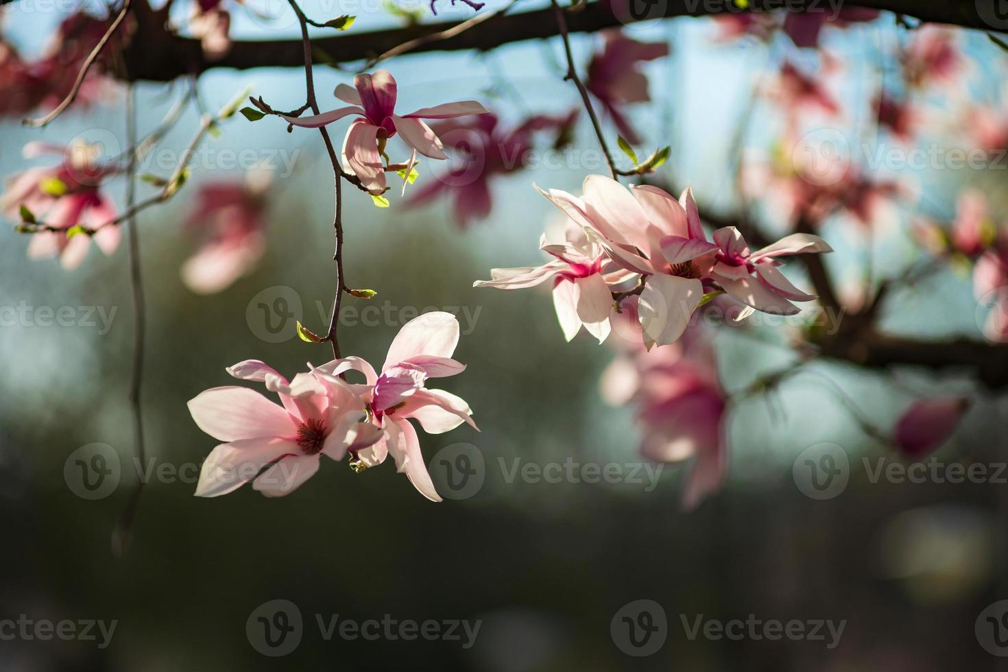 magnolie in fiore nei vecchi quartieri di strasburgo, primavera calda e soleggiata. foto