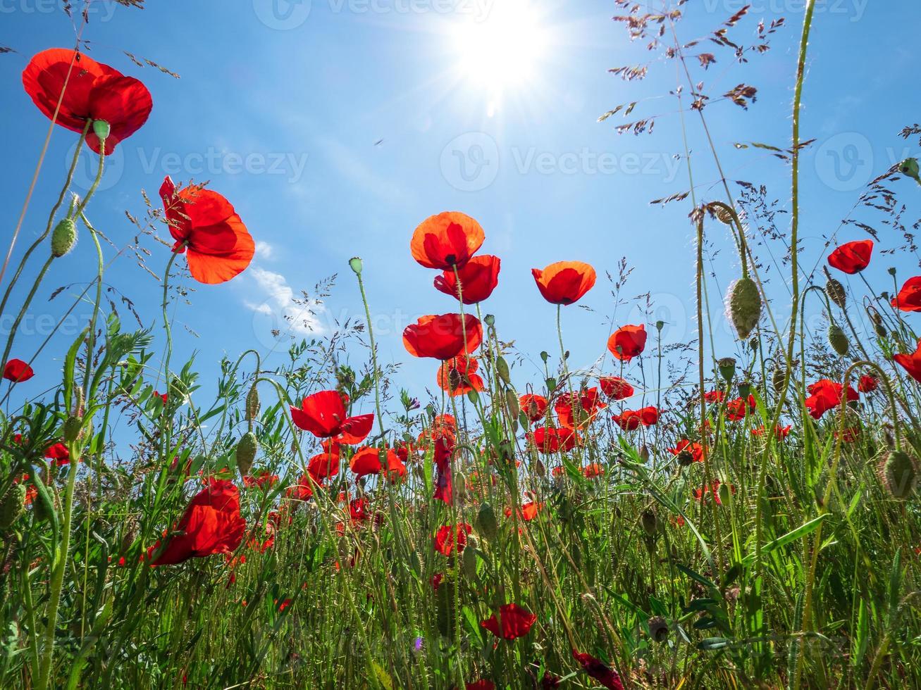 papaveri rossi in fiore su sfondo azzurro del cielo foto