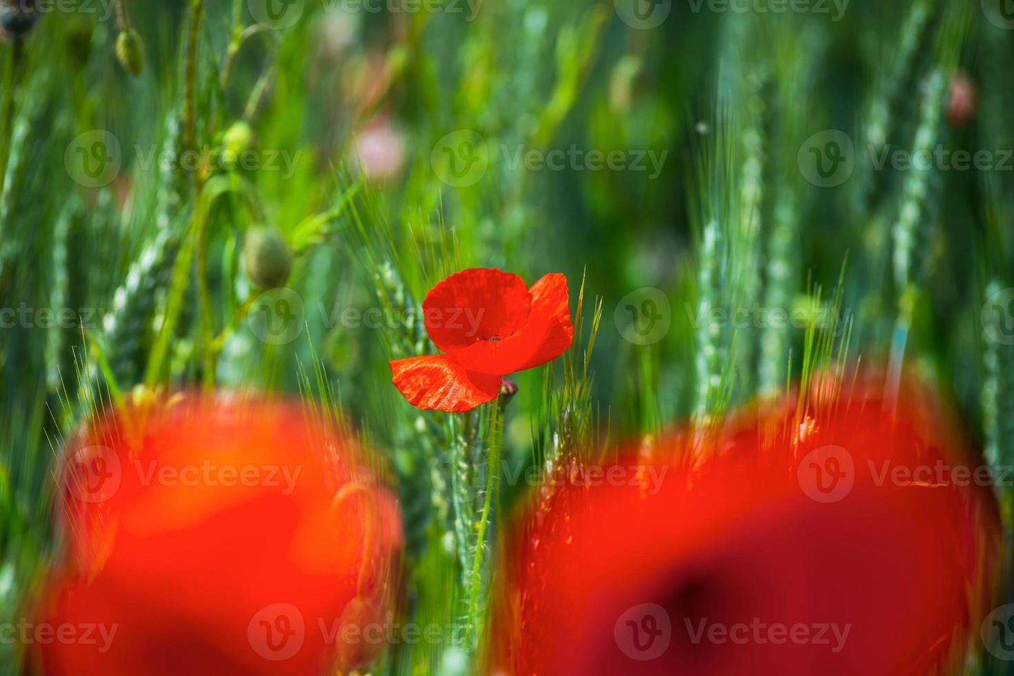 papaveri rossi in fiore foto