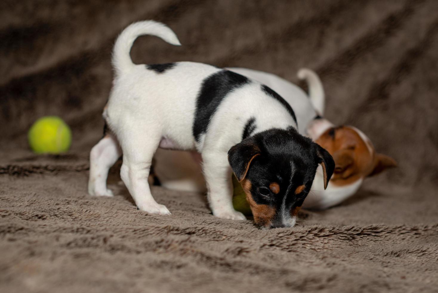 due cuccioli di jack russell giocano tra loro per delle coperte marroni. foto