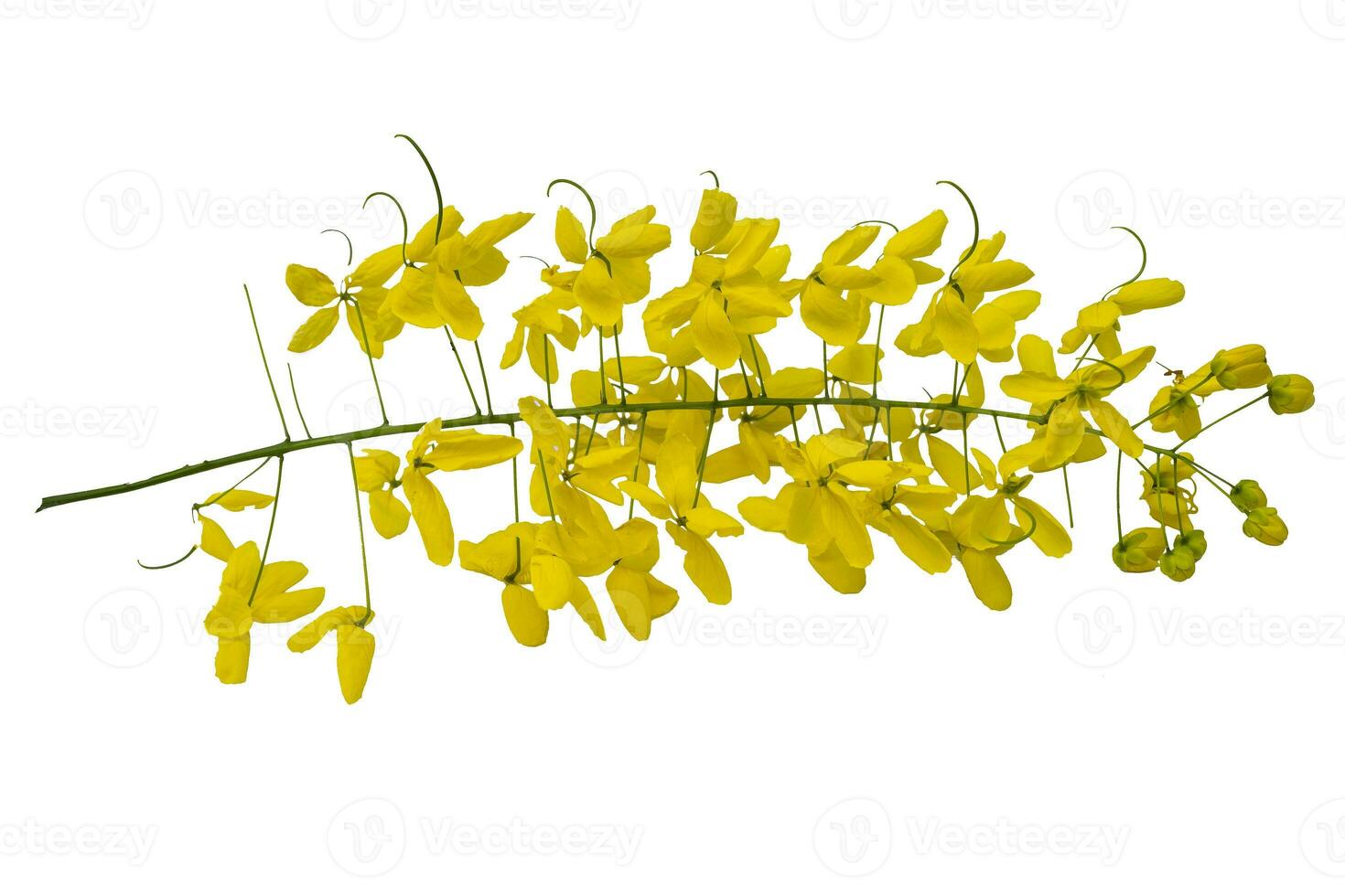 fiore giallo su sfondo bianco isolato, fiori di cassia giavanese foto