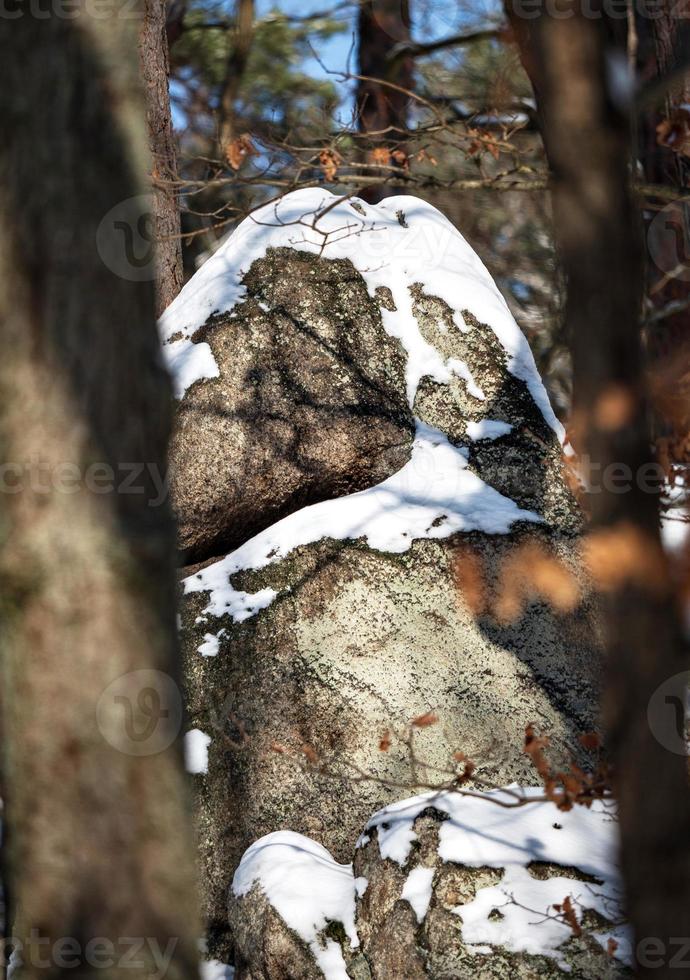 foresta invernale nelle montagne dei vosgi, francia foto