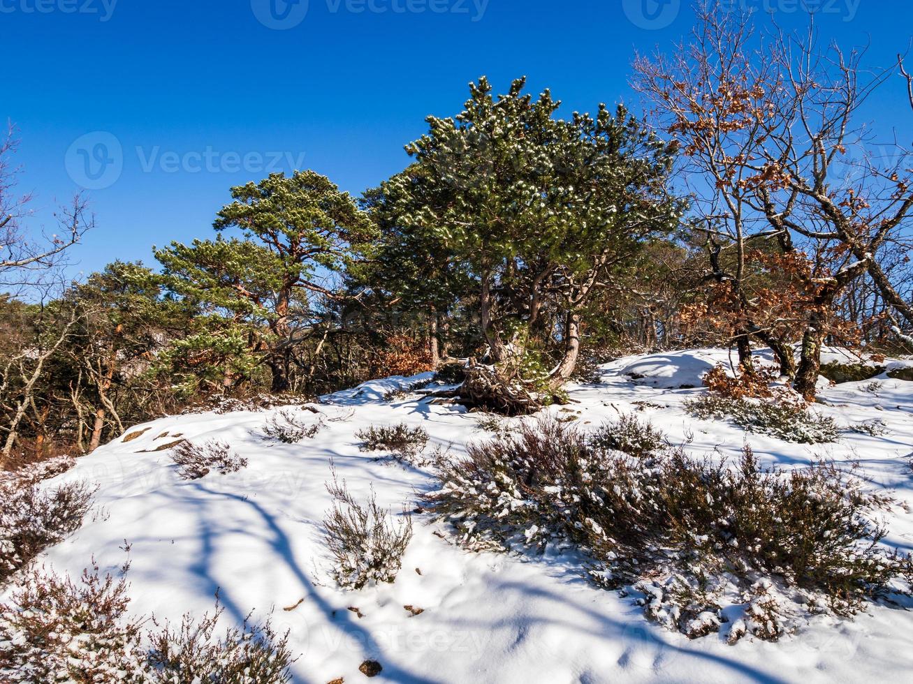 foresta invernale nelle montagne dei vosgi, francia foto