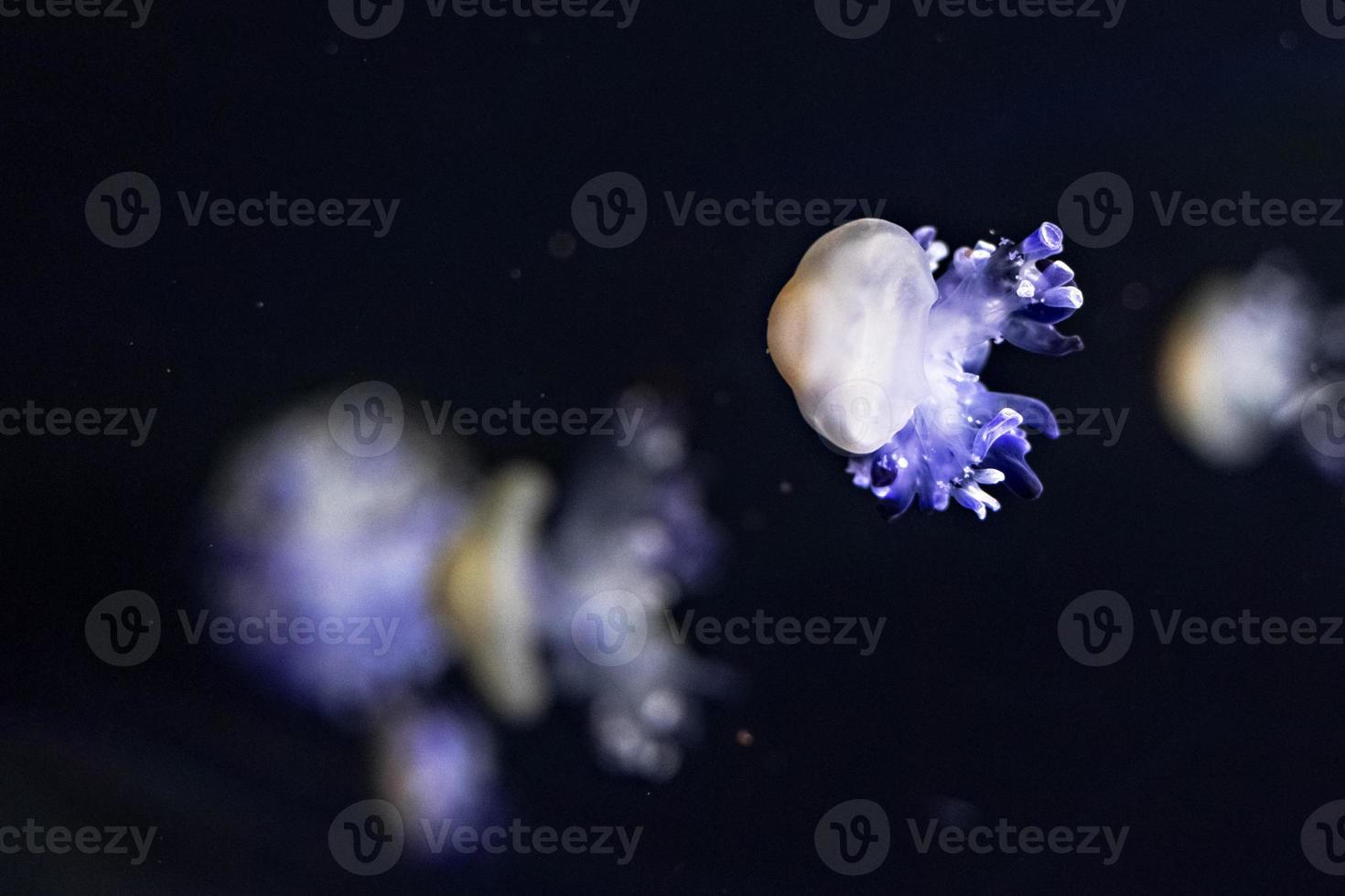 sfondo di bellissime meduse al neon blu. acquario foto