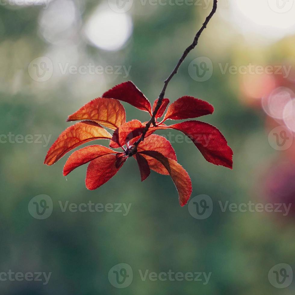 foglie rosse dell'albero nella natura nella stagione autunnale sfondo rosso foto