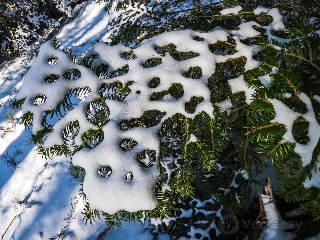 foresta invernale nelle montagne dei vosgi, francia foto