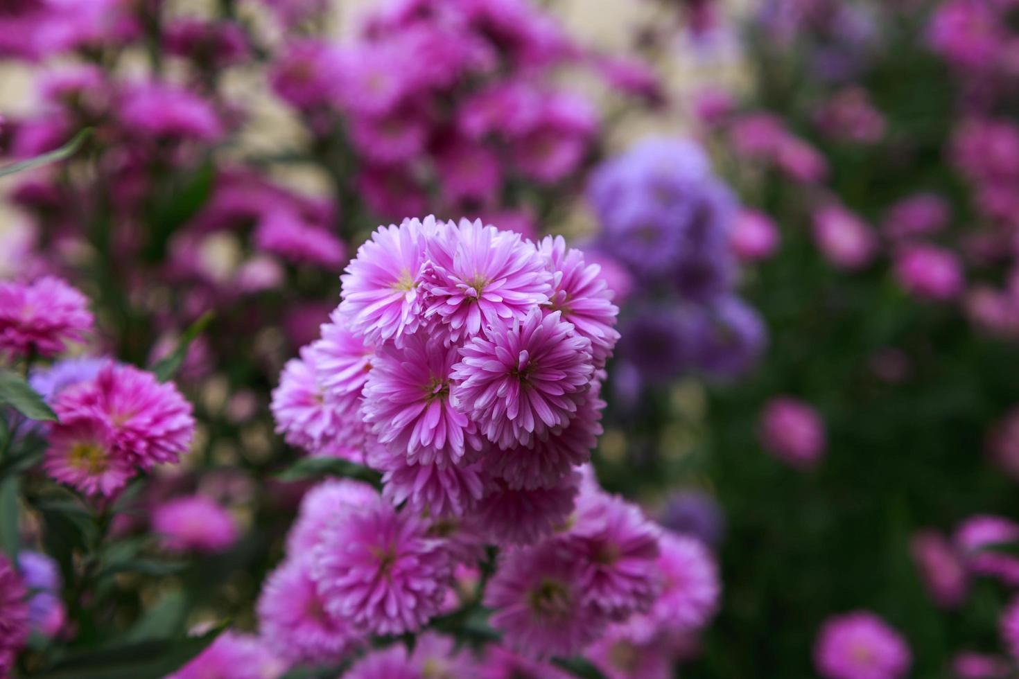 bellissimo sfondo di fiori di benjamas foto