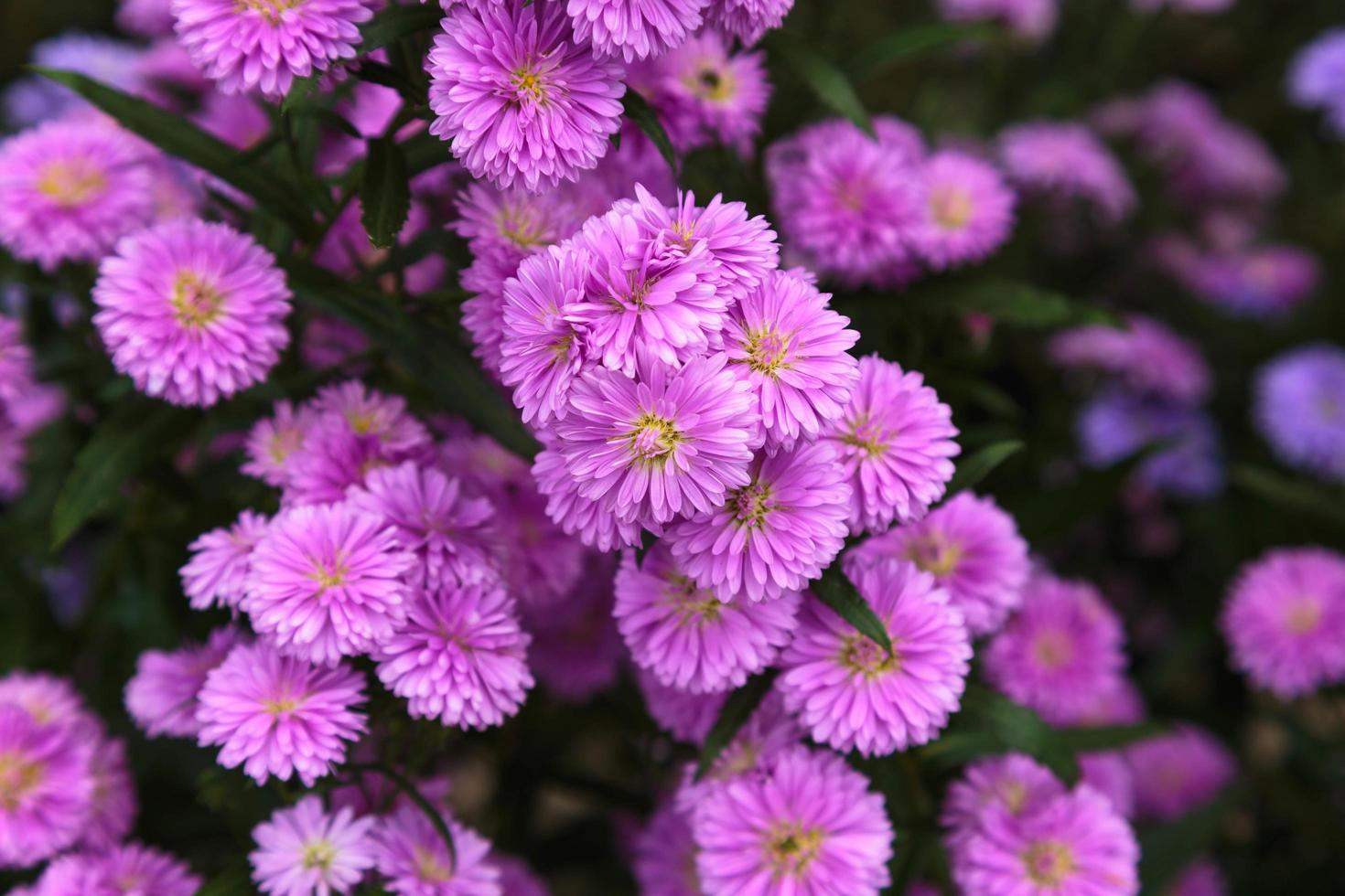 bellissimo sfondo di fiori di benjamas foto