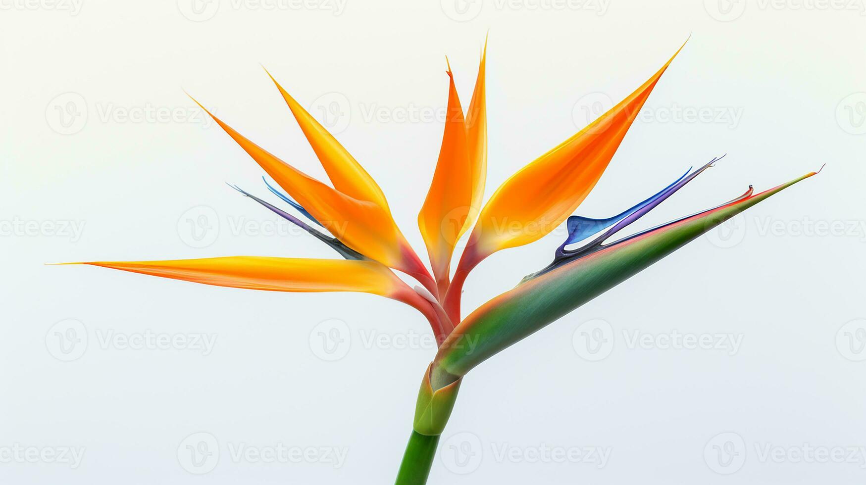 foto di bellissimo uccello di Paradiso fiore isolato su bianca sfondo. generativo ai