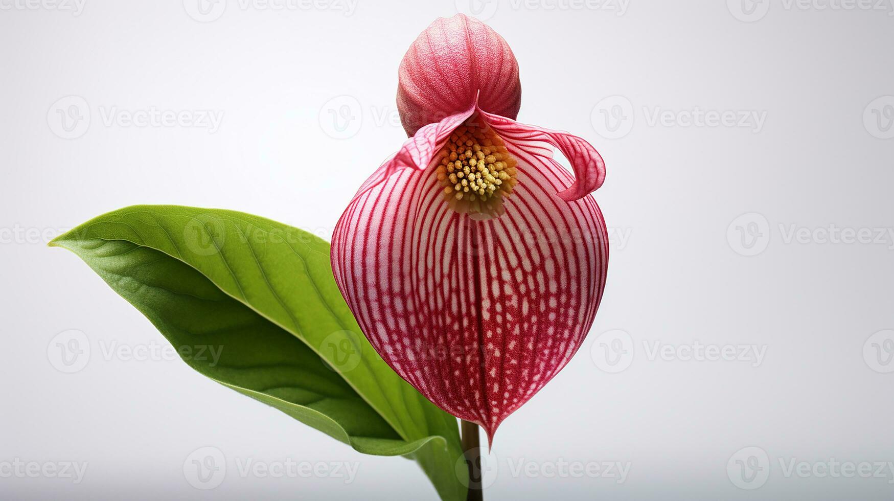 foto di bellissimo della signora pantofola fiore isolato su bianca sfondo. generativo ai