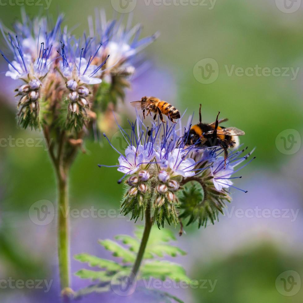 fiori lilla e bombi foto