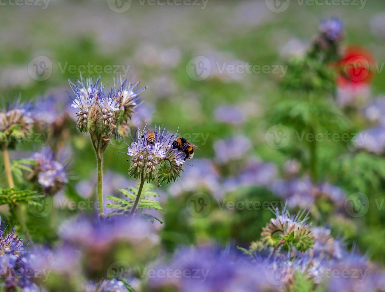 fiori lilla e bombi foto