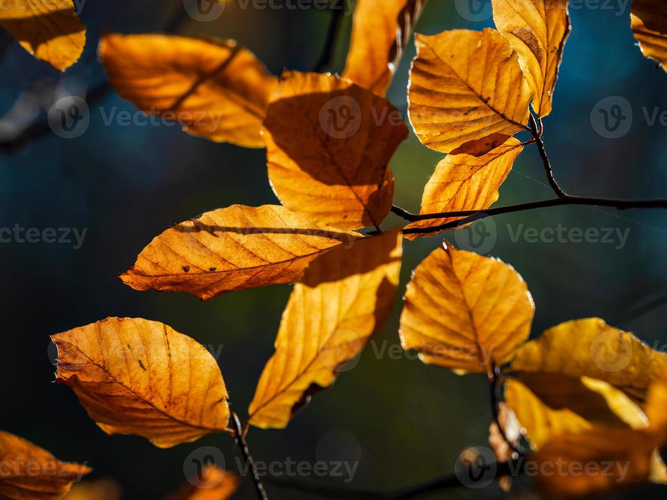 tempo soleggiato nella foresta foto