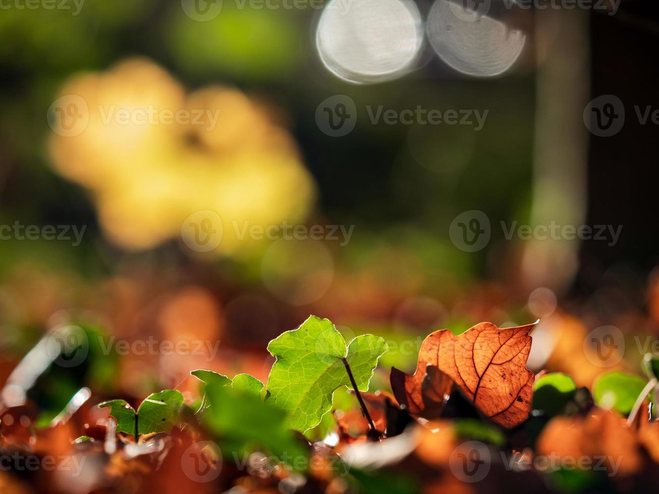 tempo soleggiato nella foresta foto