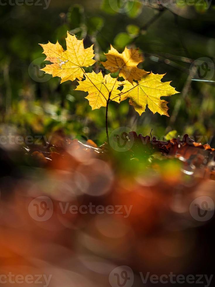 tempo soleggiato nella foresta foto