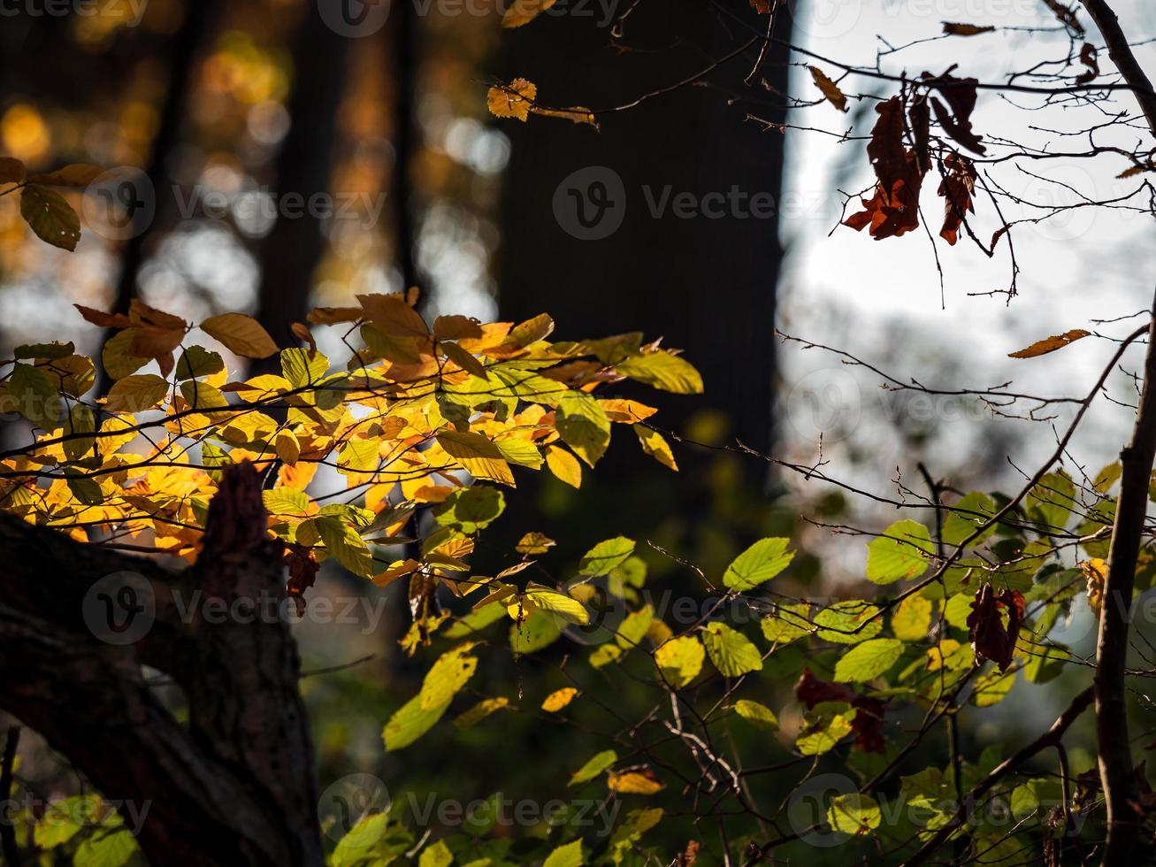 tempo soleggiato nella foresta foto