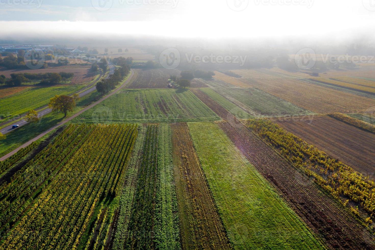 vigneti ai piedi dei vosgi, francia foto