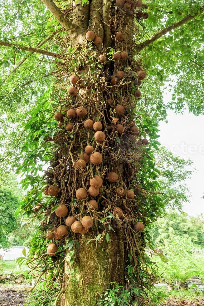 shala albero, shorea robusta foto