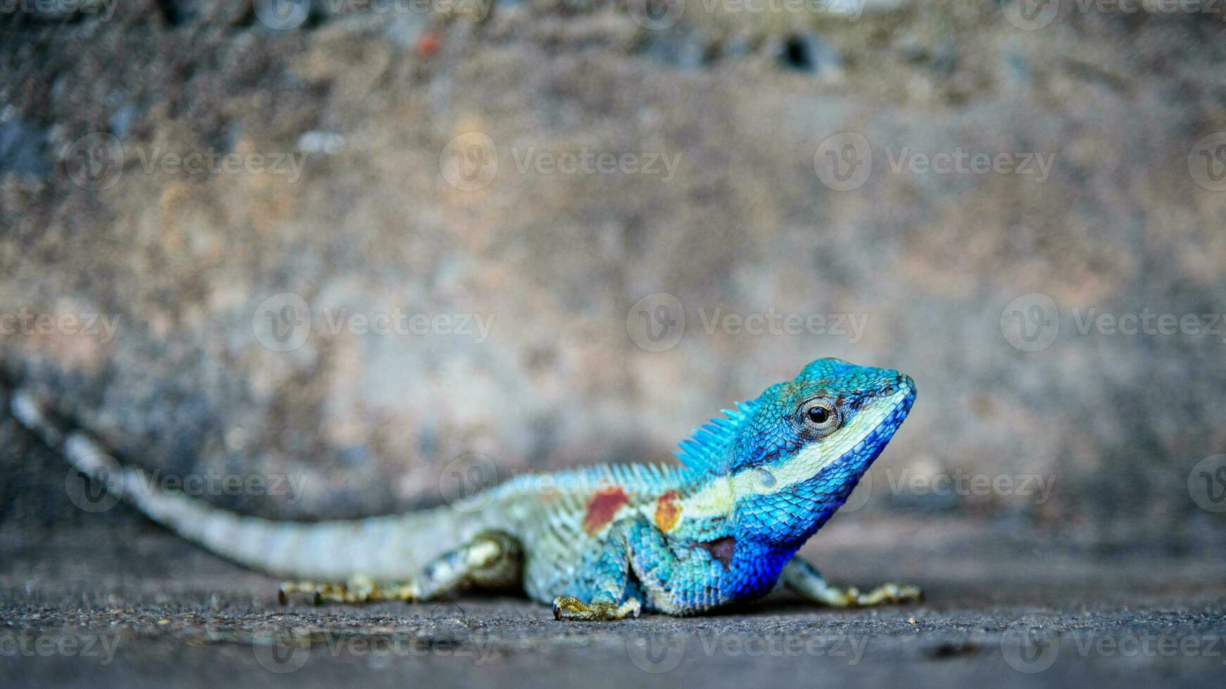 vicino su blu camaleonte foto