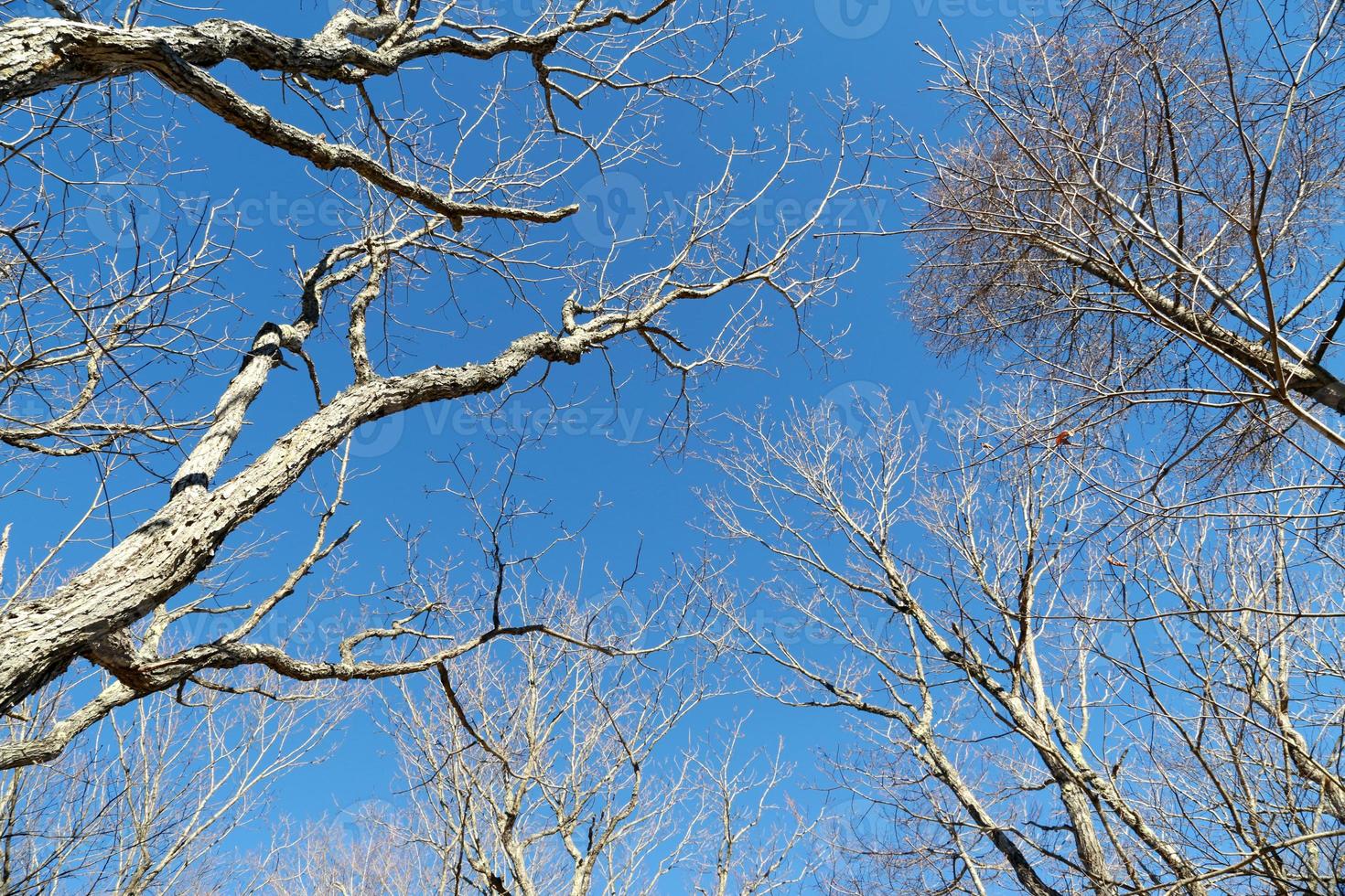 natura in autunno foto