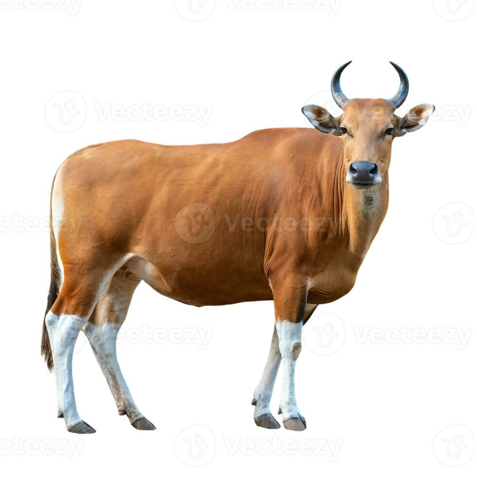 banteng su bianca sfondo foto