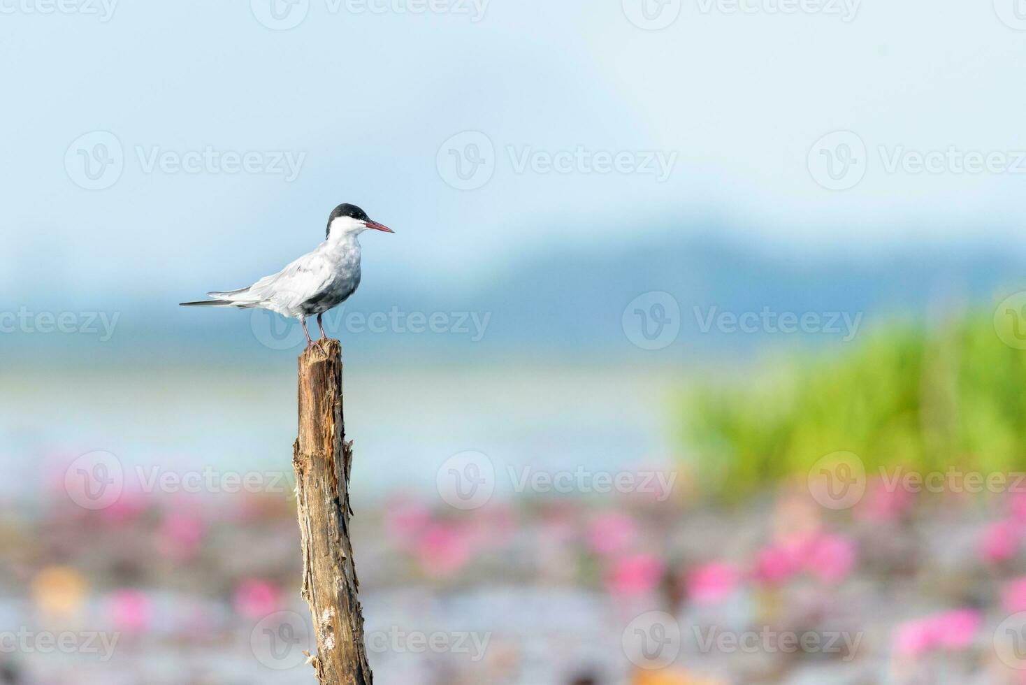 artico sterna uccello a thale Noi uccelli acquatici parco foto