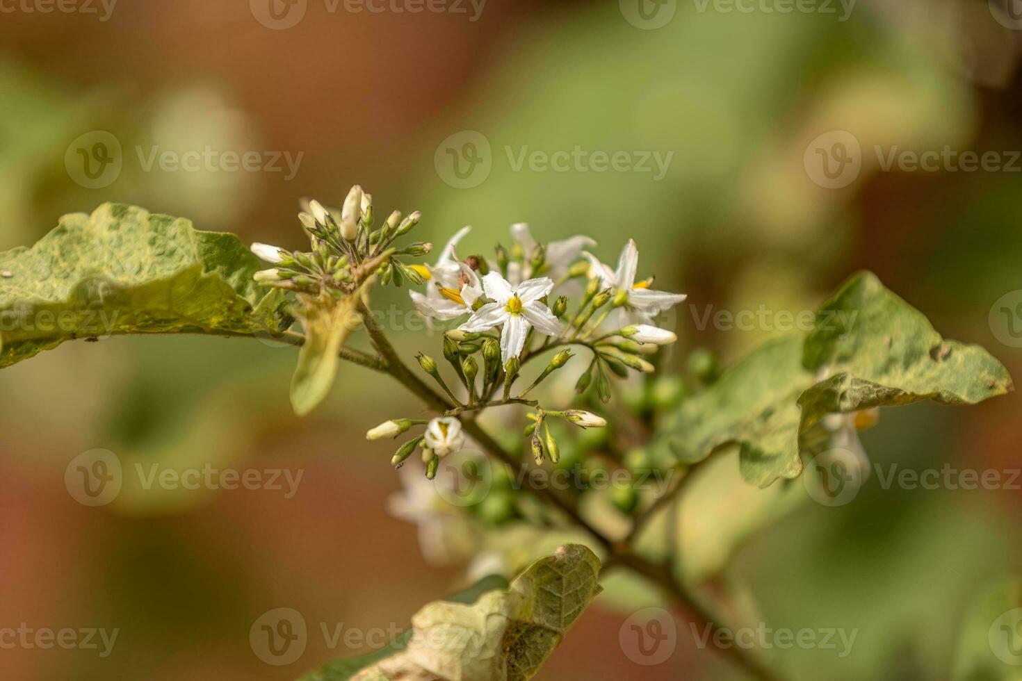 fioritura pianta comunemente conosciuto come giuruba foto