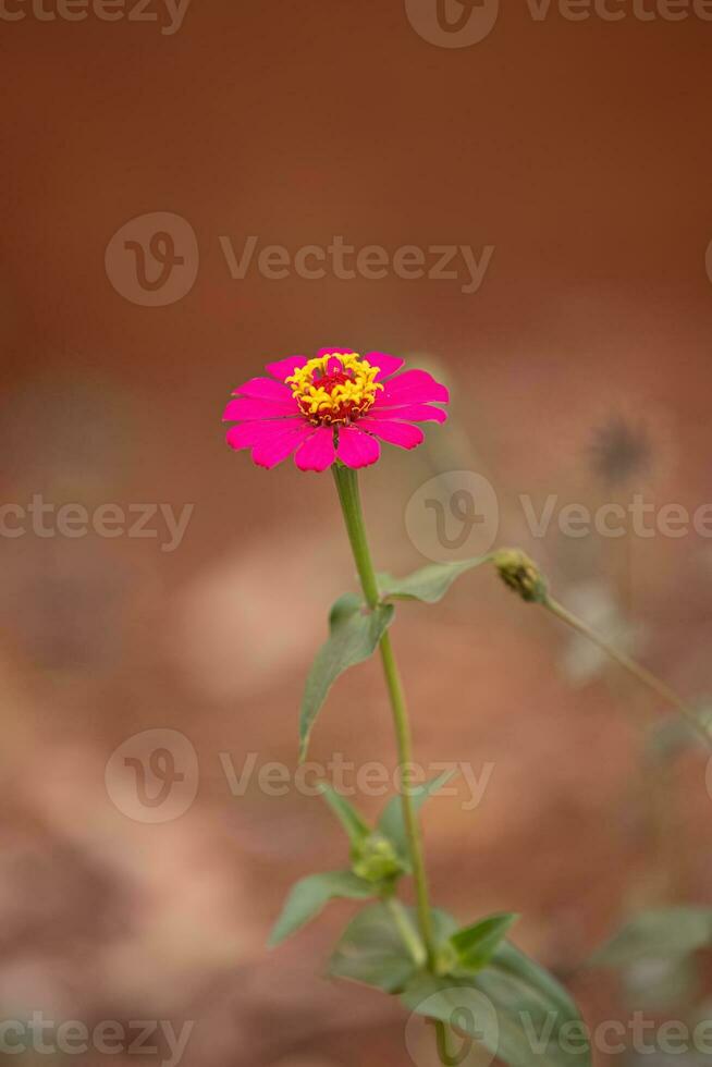 elegante zinnia fiore foto