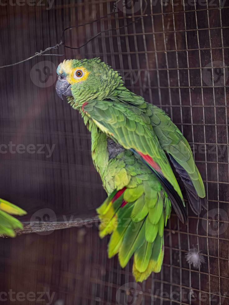 adulto turchese fronteggiato pappagallo salvato ripresa per gratuito reintroduzione foto