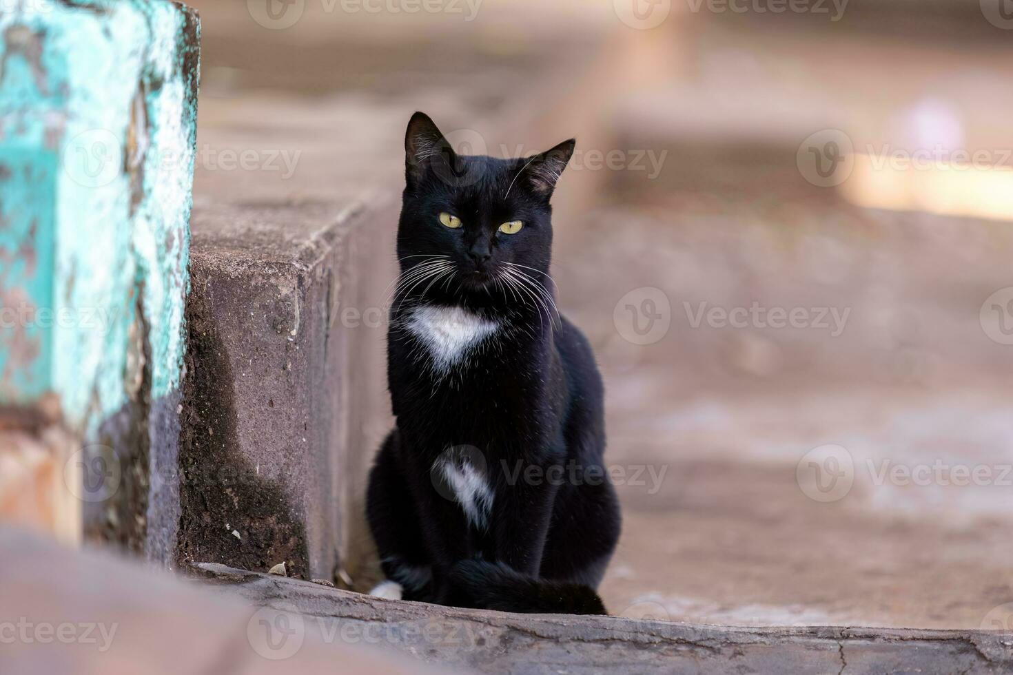 piccolo domestico gatto foto