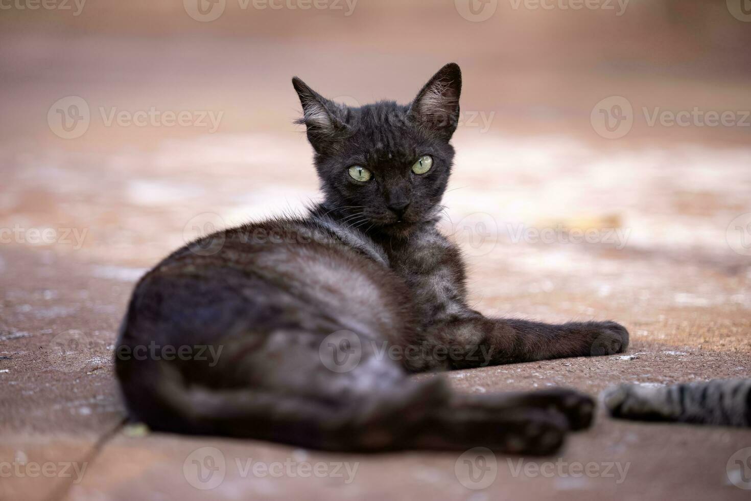 felino animale domestico gatto abbandonato foto