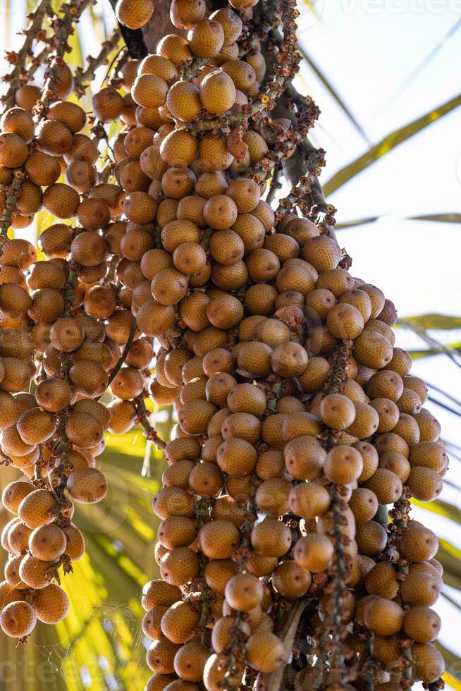 frutta di il buriti palma foto