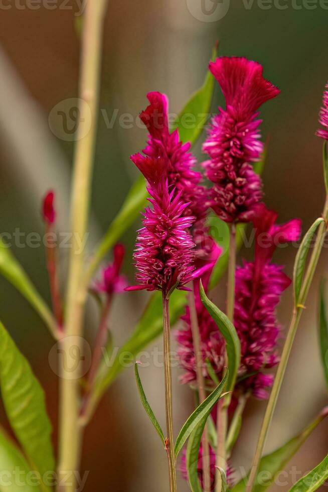 Quaglia erba fioritura pianta foto