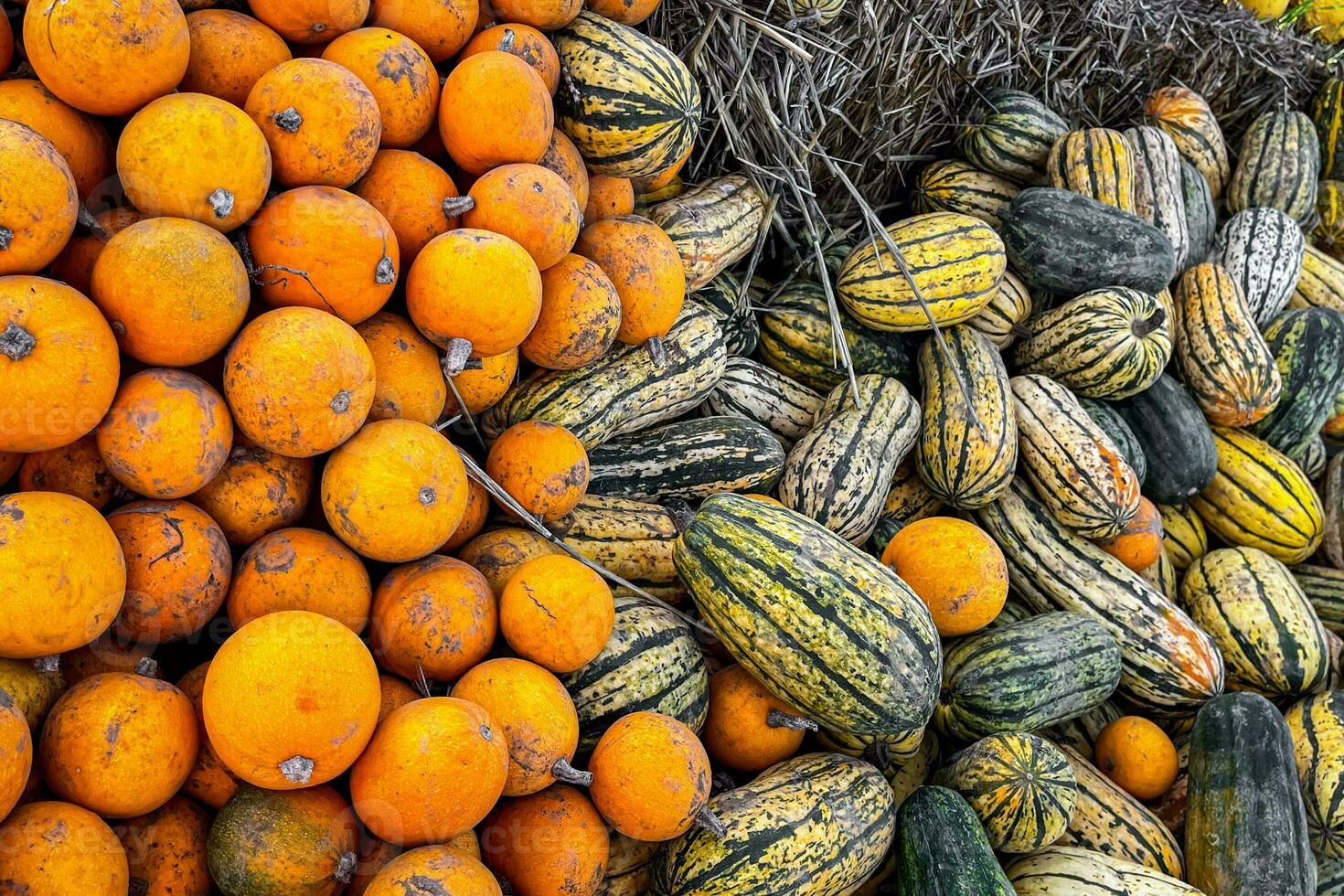 zucca fresco raccogliere diverso tipi e varietà di zucca cibo merenda all'aperto copia spazio cibo sfondo rustico foto