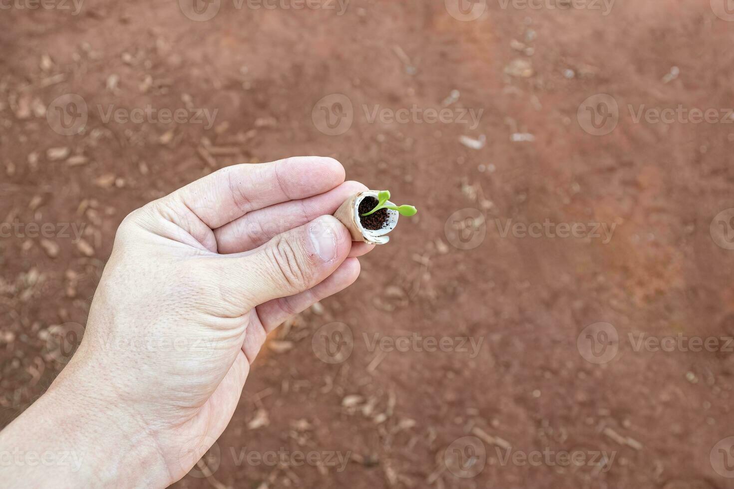 mano Tenere un' piccolo pianta piantina foto