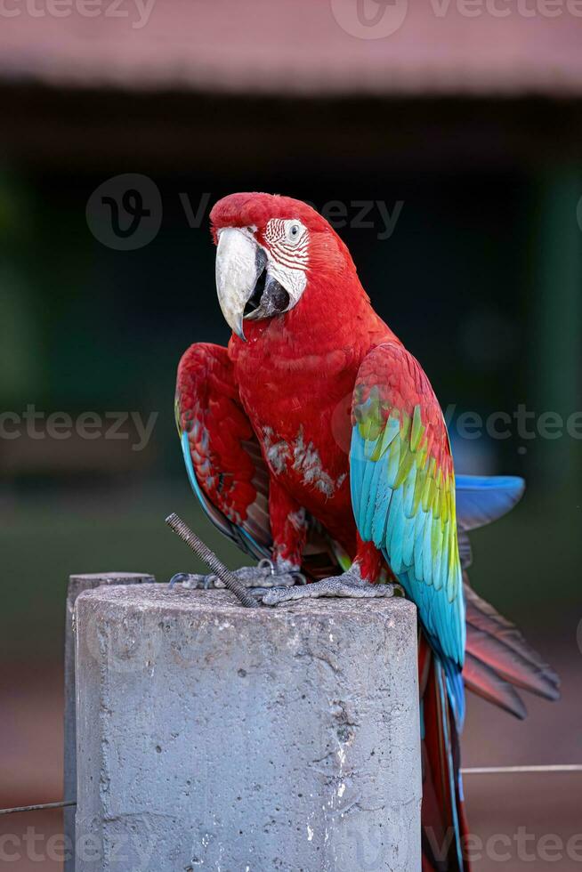 adulto rosso e verde ara foto