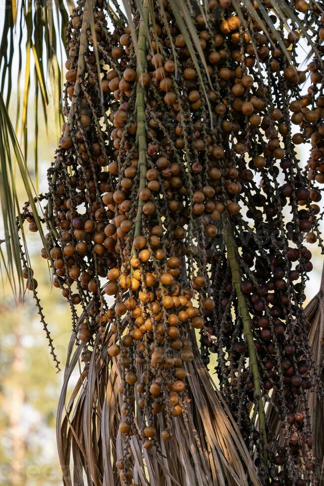 frutta di il buriti palma albero foto