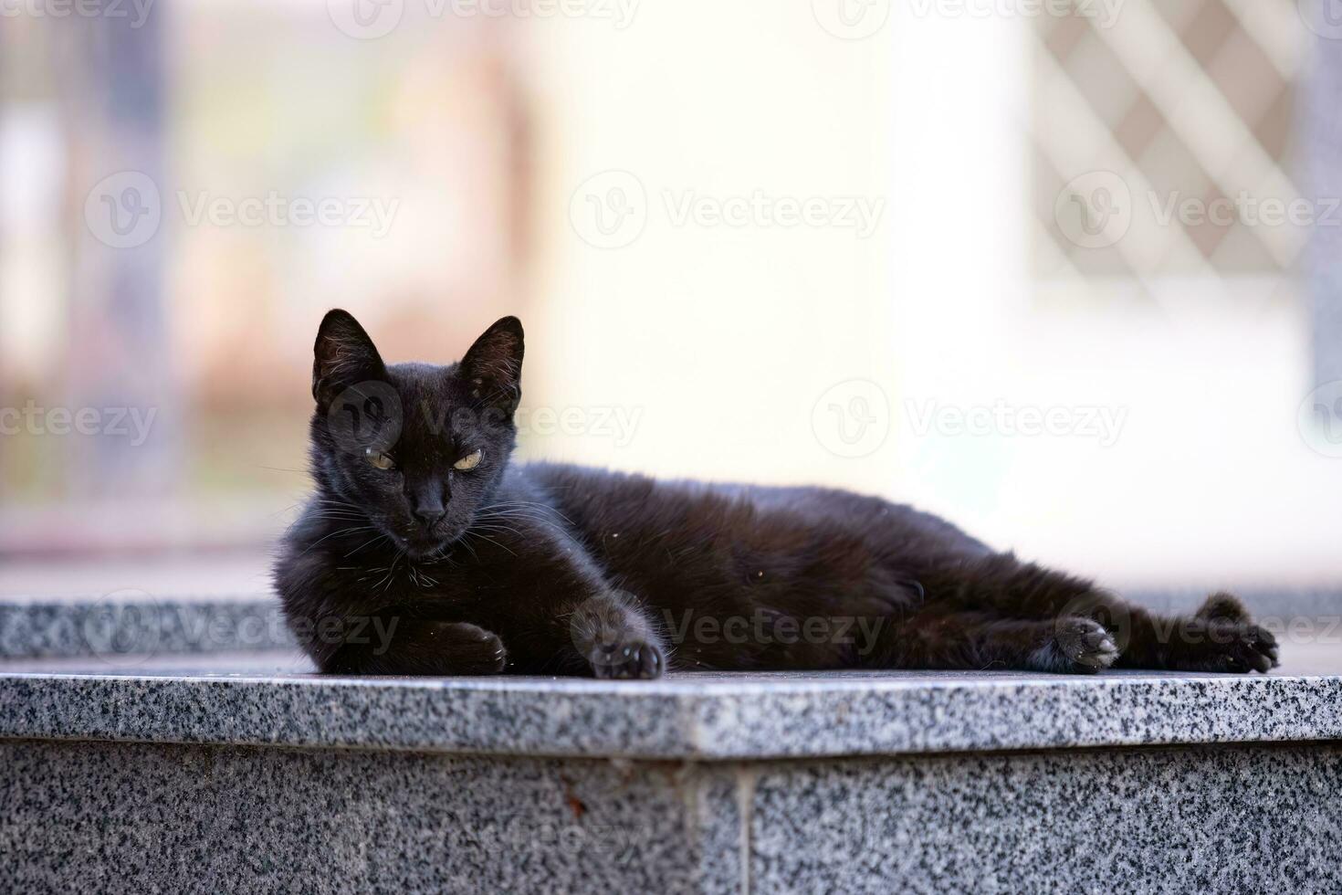 felino animale domestico gatto abbandonato foto