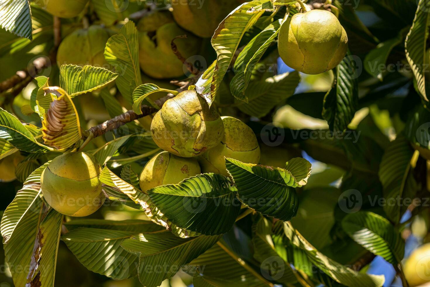 elefante Mela frutta albero foto