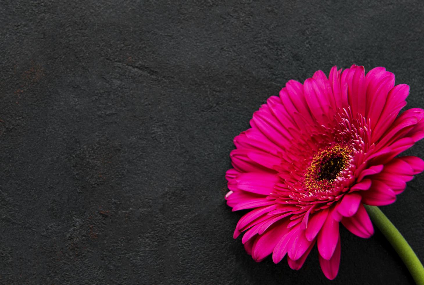 fiore di gerbera brillante su sfondo nero foto