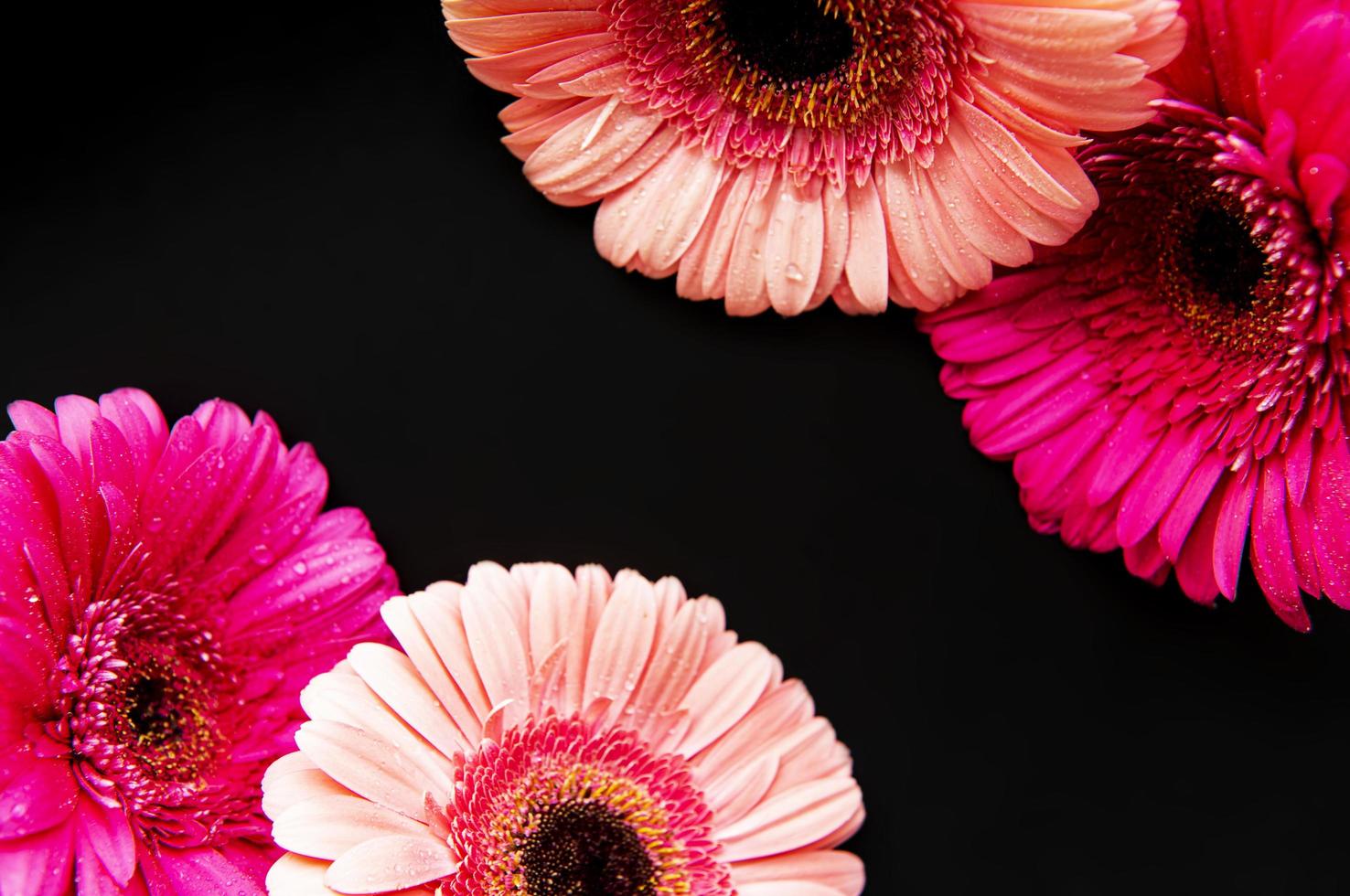 fiori di gerbera luminosi su sfondo nero foto