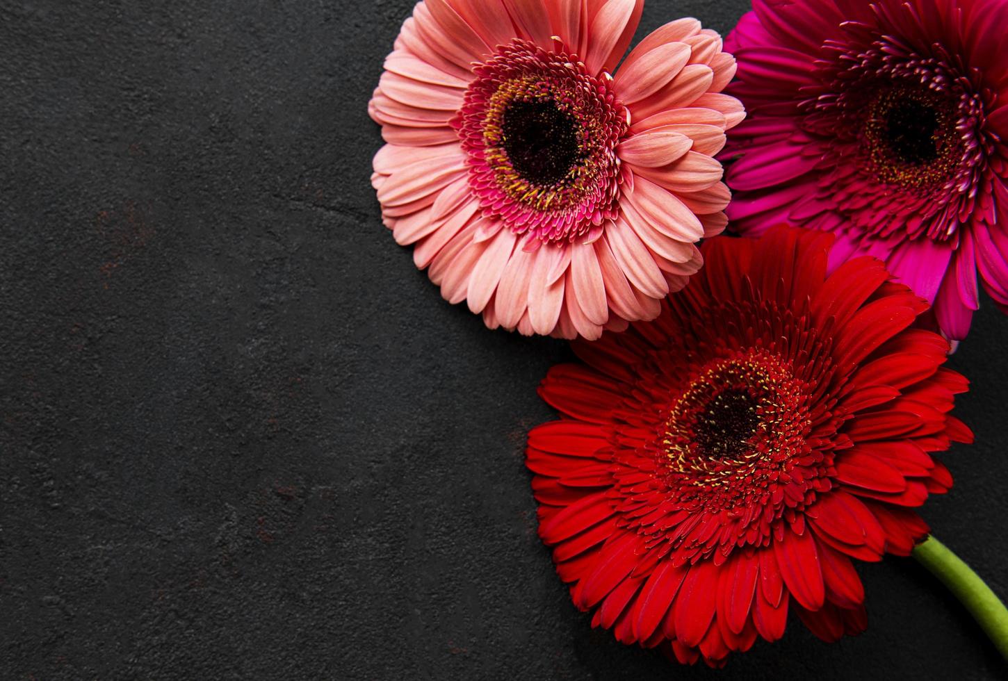 fiori di gerbera luminosi su sfondo nero foto