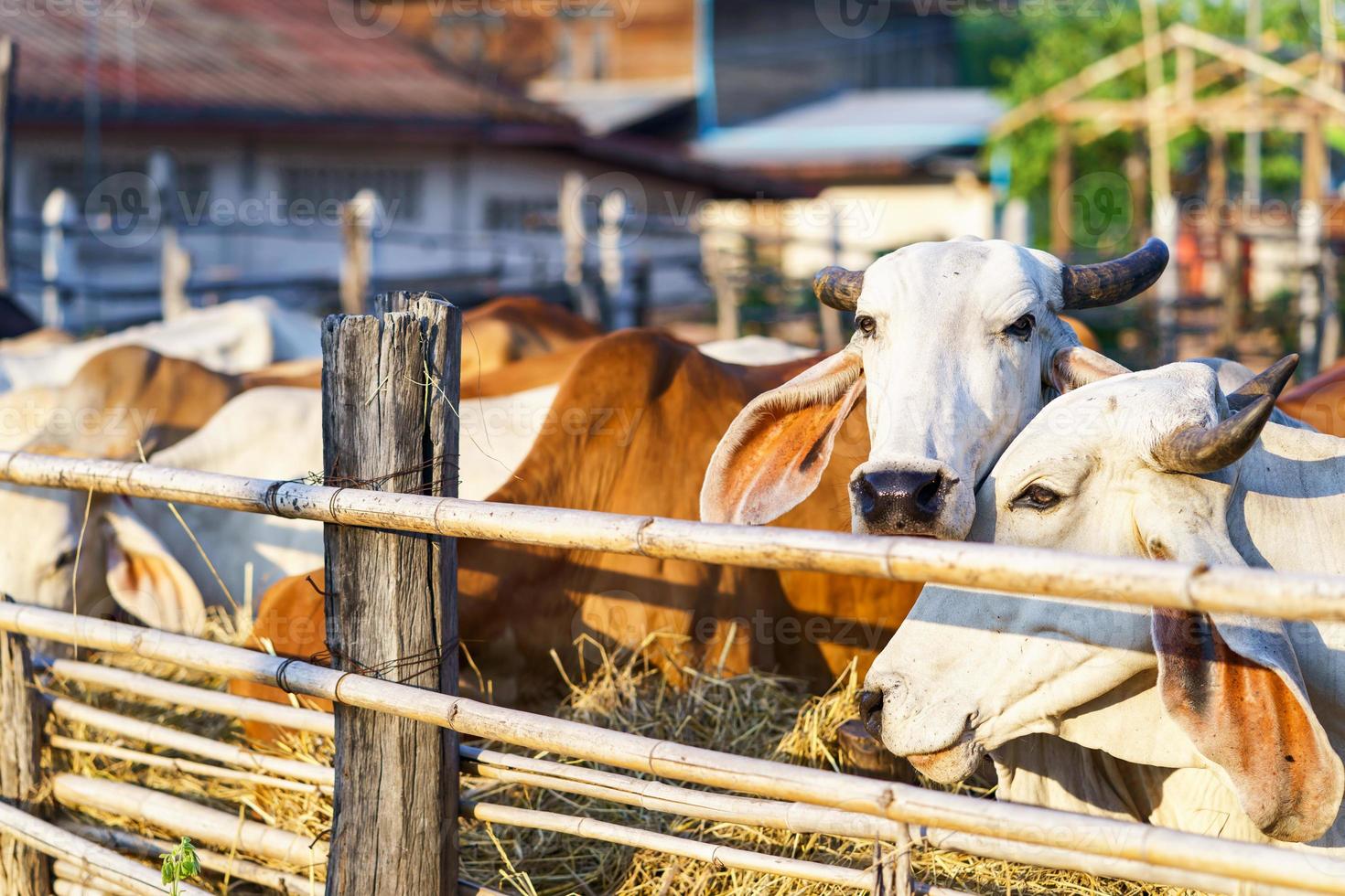 mucche in fattoria all'aperto foto