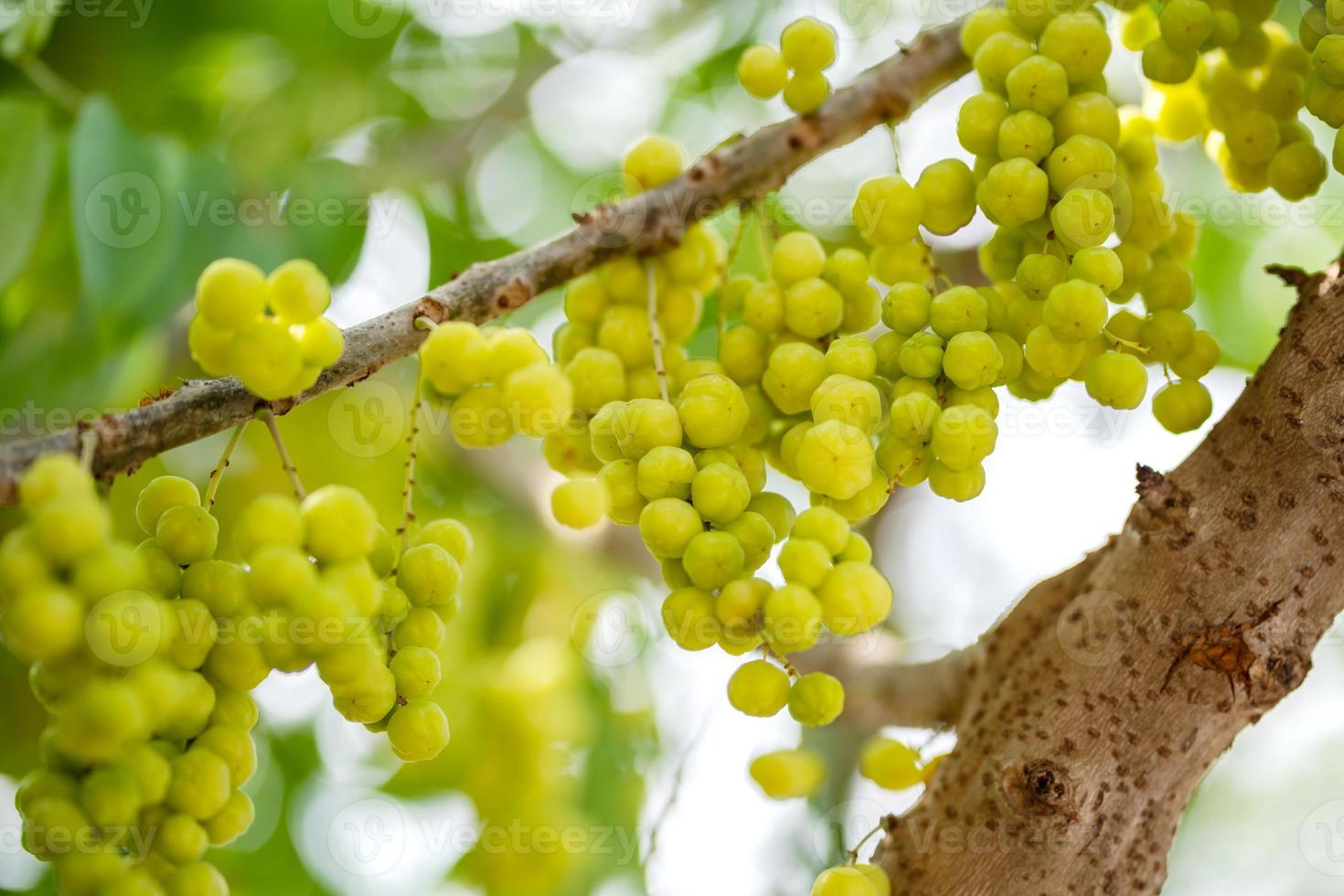 frutto di uva spina stella sull'albero foto