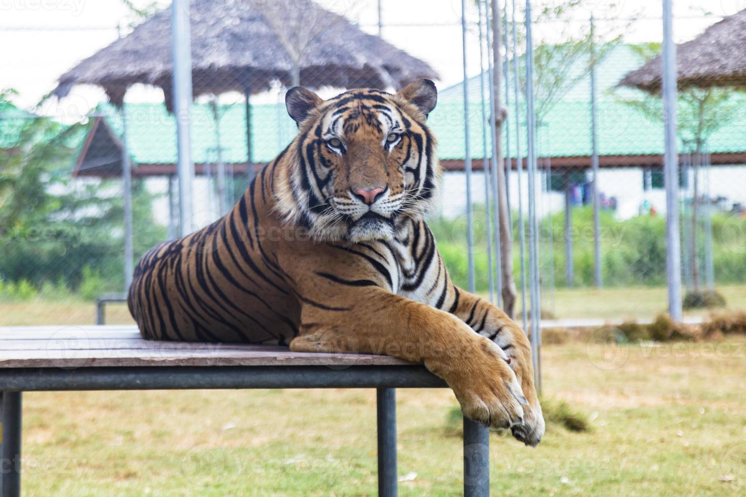 tigre nello zoo foto