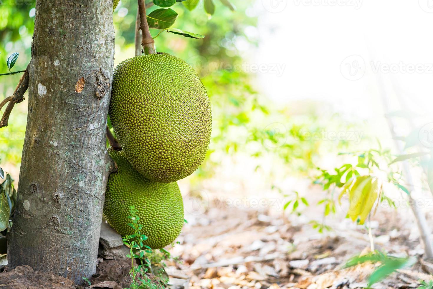 jackfruit sull'albero foto