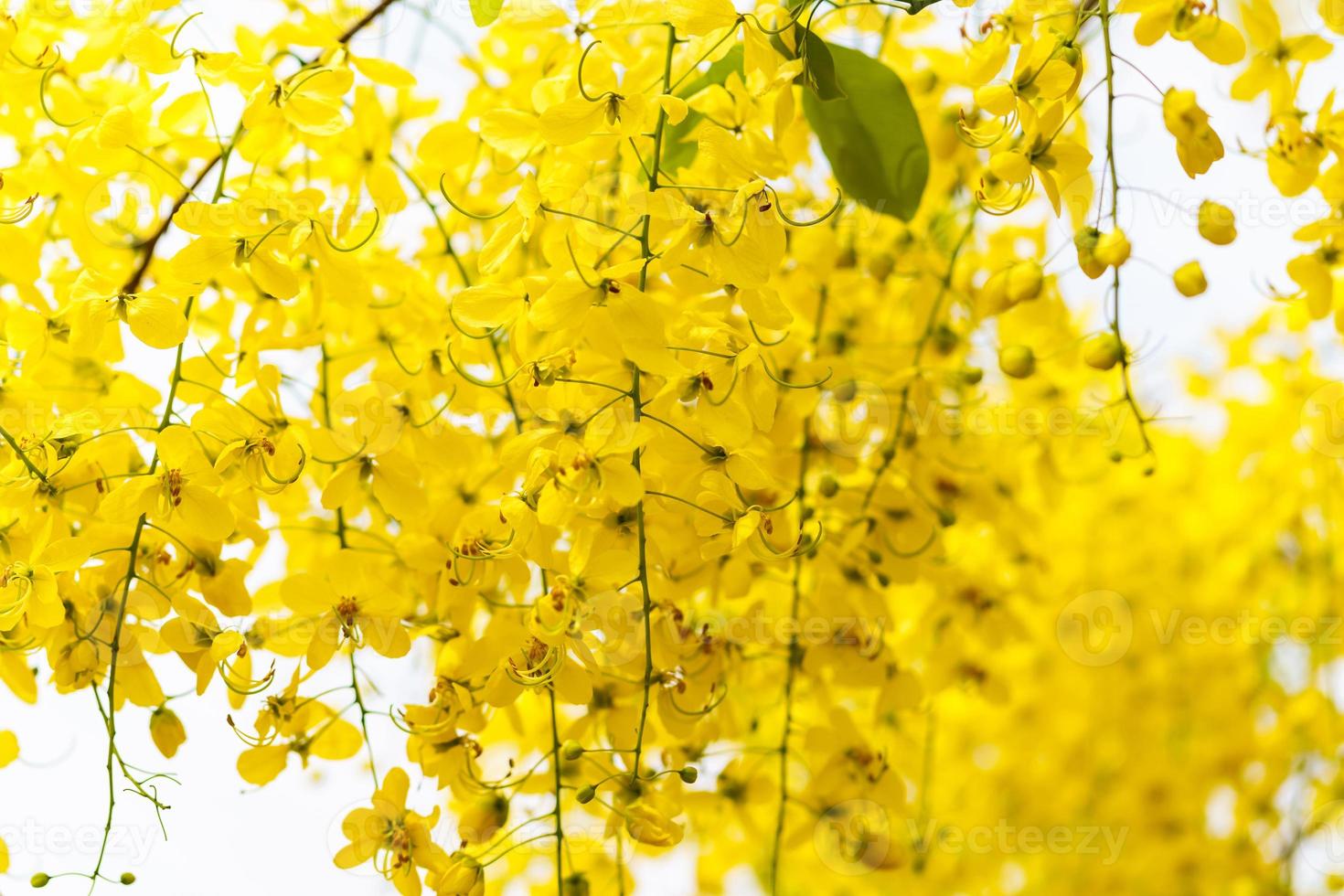 albero della pioggia dorata, sfondo di fiori gialli foto